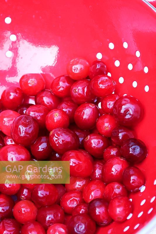 Cranberries in red colander on white linen