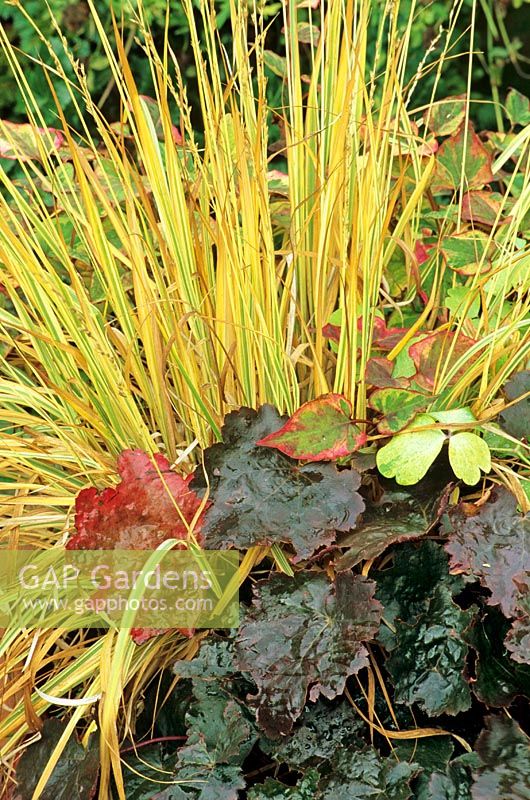 The harvest tints of Molinia caerulea 'Variegata' rise up behind Heuchera 'Palace Purple' and amongst the variegated leaves of Houttuynia cordata 'Chameleon'.