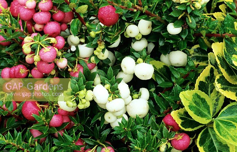 A heavy crop of pink and white berried  pernettya, Gaultheria mucronata contrast with yellow variegated euonymus.