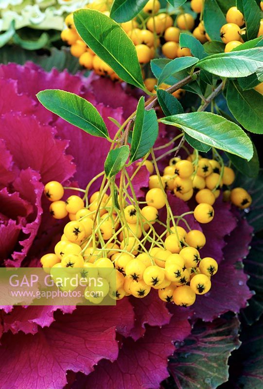 The brilliant yellow berries of Pyracantha 'Soleil d'Or' are highlighted against a purple ornamental cabbage.