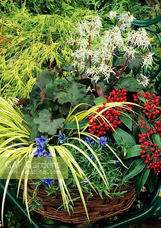Contrasting primary colours for autumn displayed in a wicker basket. Gentiana sino-ornata grows though Acorus 'Ogon' and alongside red berried Skimmia reevesiana. Saxifraga fortunei forms clouds of bloom at the rear.