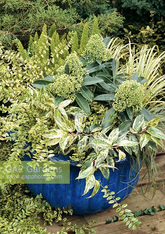 Winter themed blue glazed container planted to a yellow and green theme. Cone shaped flower buds of Skimmia x confusa 'Kew Green' surrounded by Acorus 'Ogon', Lonicera nitida 'Lemon Beauty' and Leucothoe 'Rainbow'.