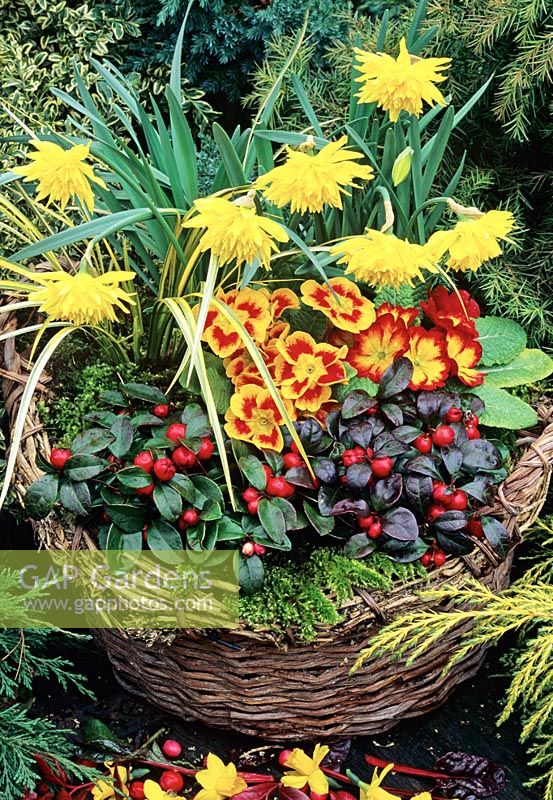 Hot coloured red and yellow themed wicker basket for late winter and spring. Narcissus 'Rip van Winkle' with hybrid primroses and an edge of Gaultheria procumbens and moss.