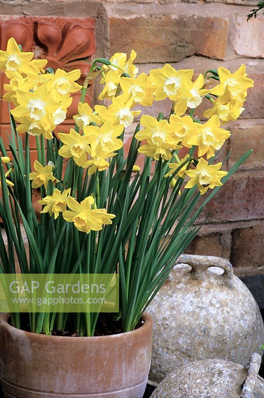 Scented multi-headed jonquil, Narcissus 'Pipit' in a terracotta pot alongside weathered fishing floats.