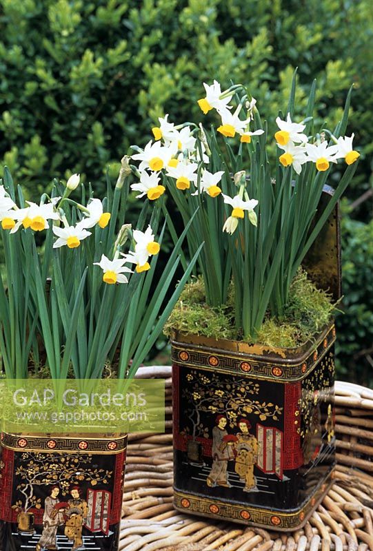 Sweetly scented Narcissus canaliculatus growing in two old tea caddies.