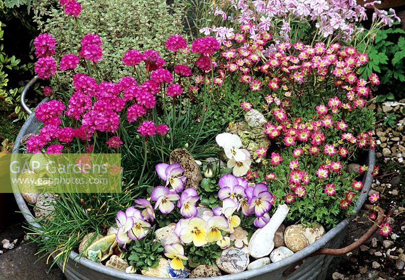 Contemporary alpine display arranged in a galvanised bowl. Armeria maritima 'Dusseldorfer Stolz' with Thymus 'Silver Queen', Viola 'Magnifico', Phlox subulata 'Tamaongalei', 'Candy Stripe' and Saxifraga x arendsii'.
