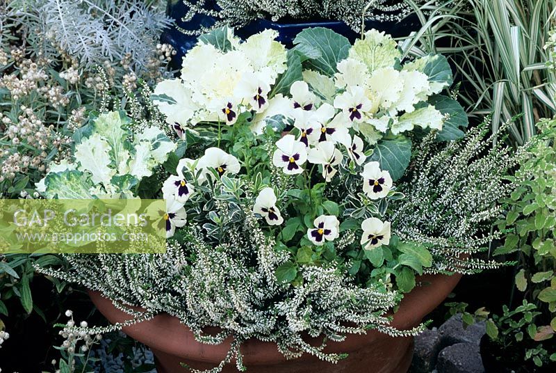 White themed container in a terracotta pot for the autumn and winter leading up to Christmas. Winter pansies, dwarf variegated Euonymus, ornamental cabbage and bud heathers - Calluna vulgaris 'Marleen'.