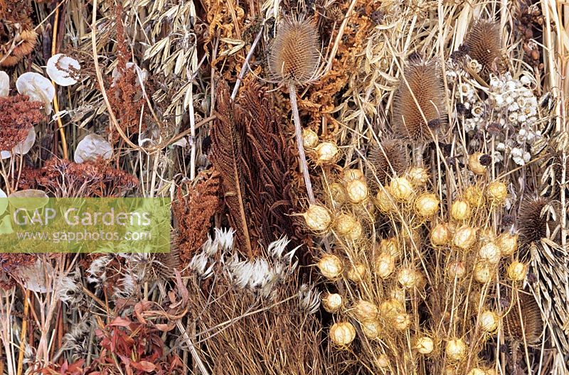 Spread of seed heads that give winter interest and feed hungry birds including honesty, Hosta, love-in-a-mist, shuttlecock fern, teasel, Sedum, anaphalis, Astilbe and Clematis.