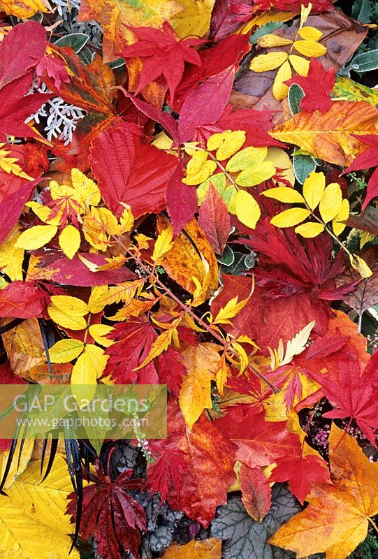 Palette of autumn leaves showing varieties that colour red, yellow and orange including Rosa rugosa, Rhus typhina 'Dissecta', Acer palmatum 'Osakazuki', Acer japonicum 'Aconitifolium', Hamamelis and horse chestnut.