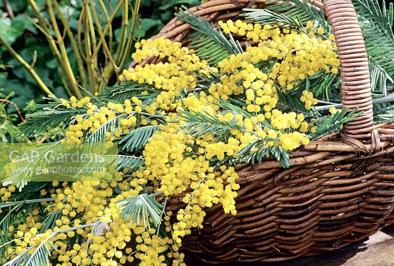 Cut sprays of winter flowering Acacia dealbata gathered in a wicker basket for indoor display.