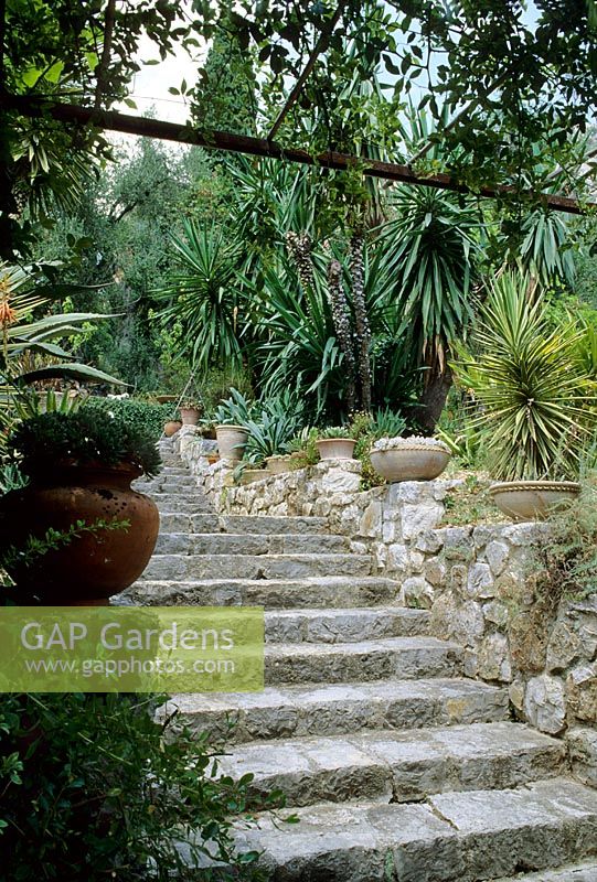 Mediterranean garden with drought tolerant planting of Cordylines, Yuccas, Palms and Echiums lining steps down hill - Close du Peyronnet, Menton, South of France