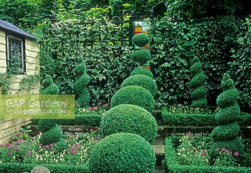 Small town back garden with black trellis covered with Hedera, Buxus topiary spheres and borders of cream white Violas and pink Verbena - London 