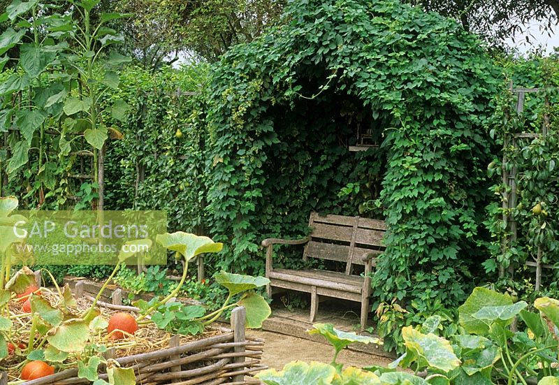 Seat with arch of Humulus lupulus in vegetable garden with pumpkins in raised bed - Jardins du Prieure, Notre Dame d' Orsan, France 