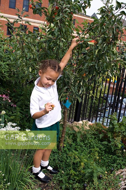 Roof garden where organic, edible plants are grown. Educational resource with girl picking fruits - Reading International Solidarity Centre, Berkshire