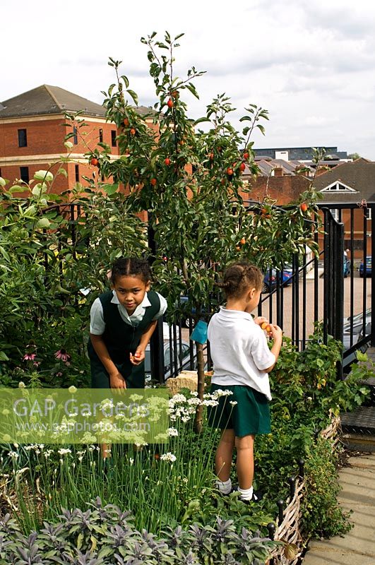 Roof garden where organic edible plants are grown. Educational resource with girls picking fruit - Reading International Solidarity Centre, Berkshire