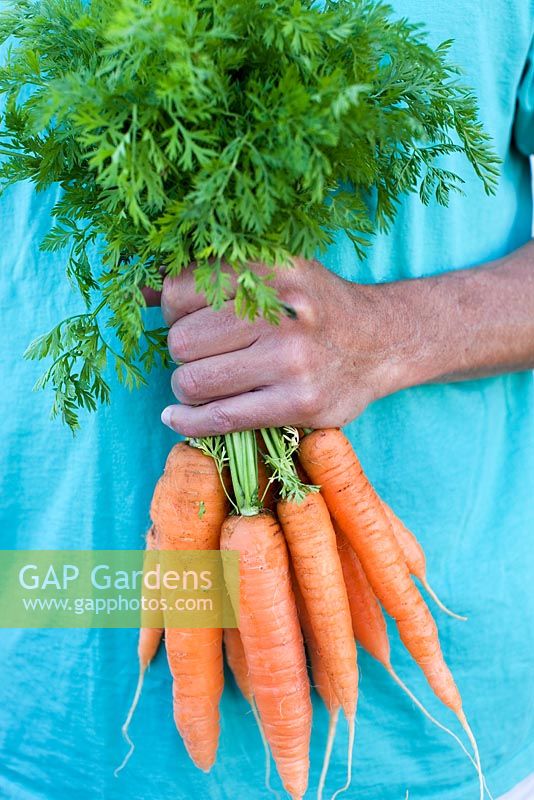 Man holding carrots from garden 
