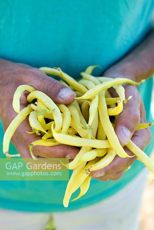 Man holding freshly picked wax beans