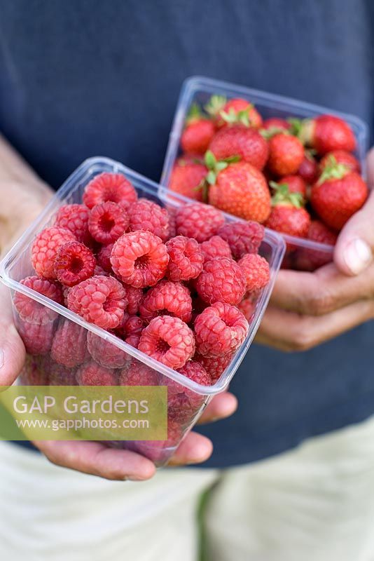 Man holding containers with strawberries 'Florence' and raspberries 'Glen Ample'
