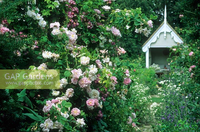 Summerhouse at end of brick path obscrued by abundant roses - Park Farm, Chelmsford, Essex