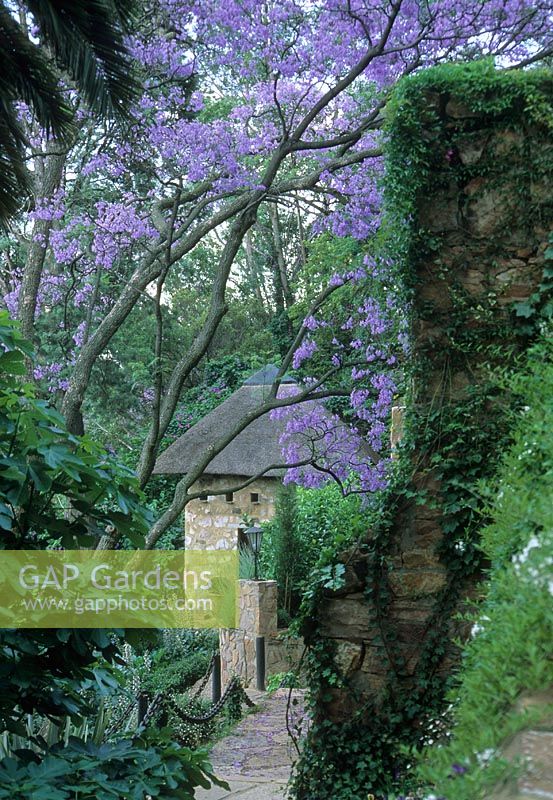 Pathway leading to garden building with purple flowers of Jacaranda trees - Johannesburg, South Africa 