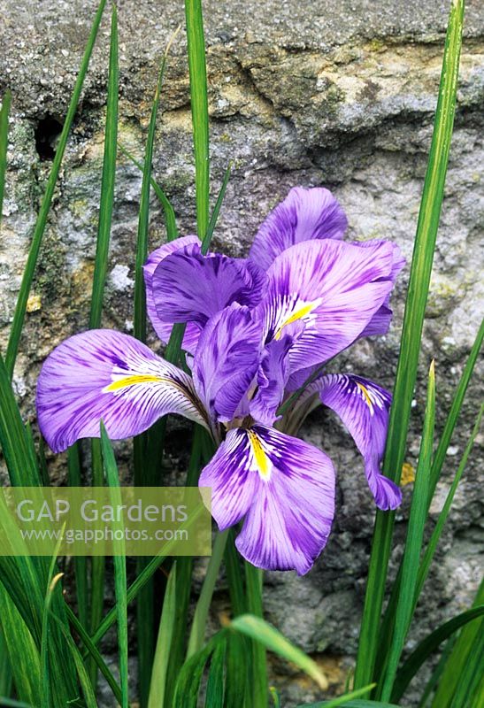 Iris unguicularis subsp carica var angustifolia