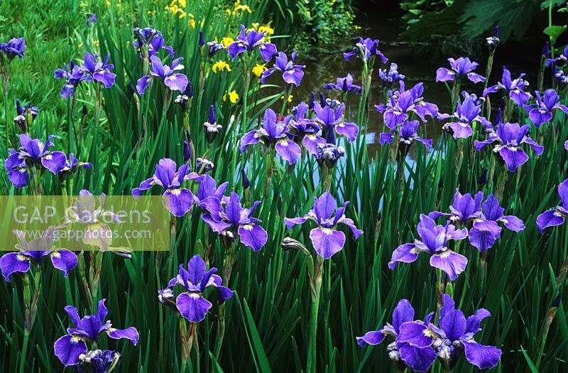 Iris siberica 'Orville Fay' 
