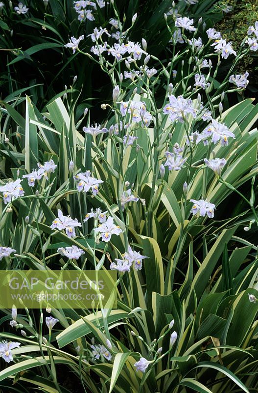 Iris japonica 'Variegata'