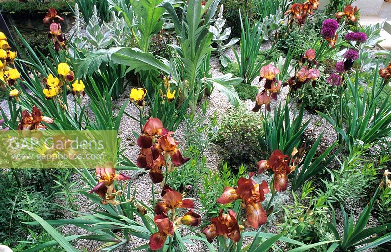 Mixed Irises in gravel garden