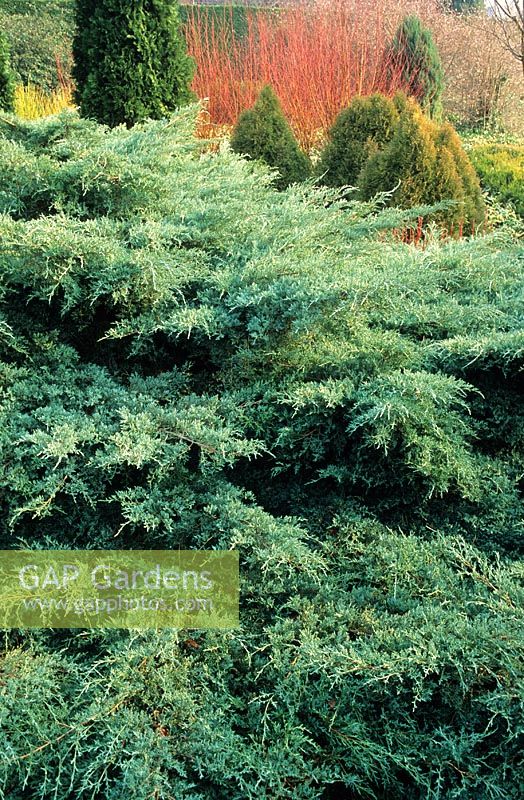 Juniperus 'Grey Owl'