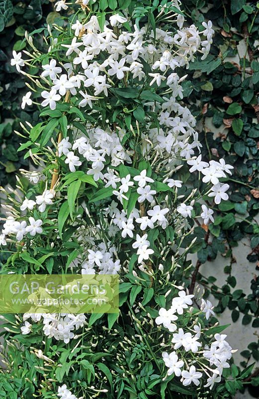 Jasminum polyanthum - Jasmine 