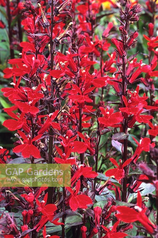 Lobelia cardinalis 'Fan Scarlet' - Cardinal flower 