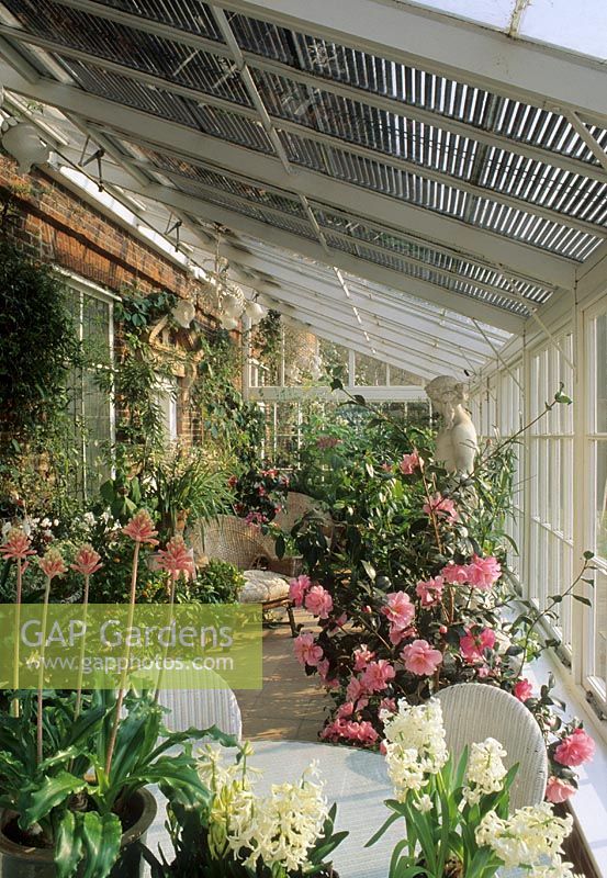 Interior of conservatory with furniture, Camellia, Hyacinthus and Lachenalia in containers. 