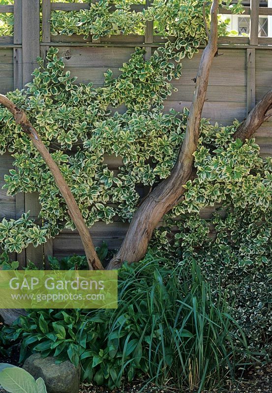 Euonymus fortunei 'Emerald Gaiety'  climbing up driftwood and fence 