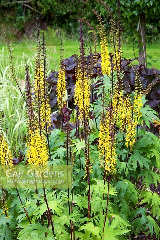 Ligularia przewalskii in acid bog garden