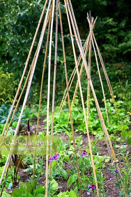 Bamboo teepee's as plant supports