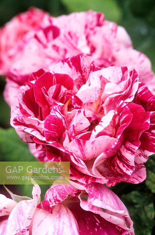 Rosa 'Ferdinand Pichard' - Hybrid perpetual shrub rose 