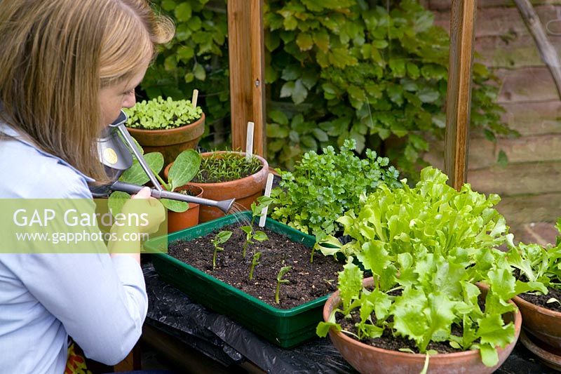 Watering young vegetable plants in trays and pots in greenhouse including beans 'Boston', lettuce 'Webb's Wonderful' and celeriac 'Monarch'