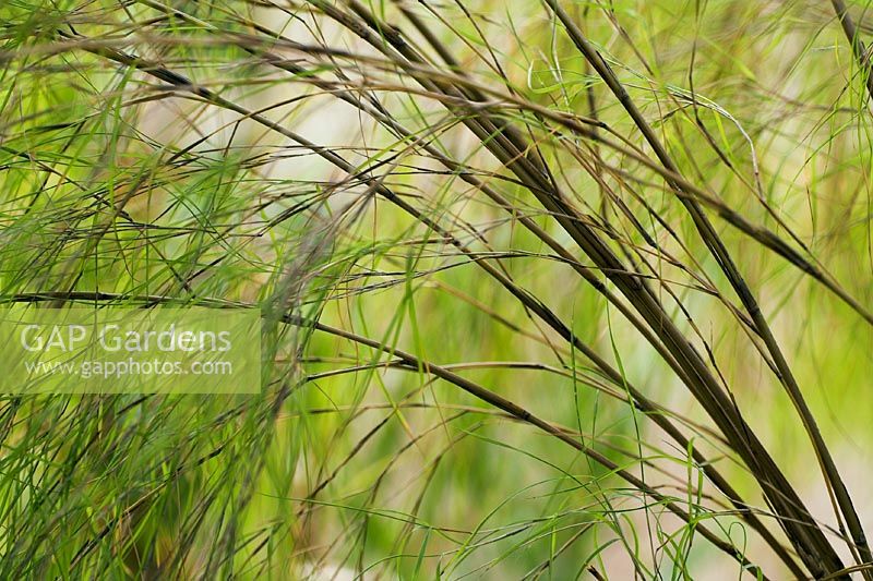 Muhlenbergia dumosa - Muhly Grass