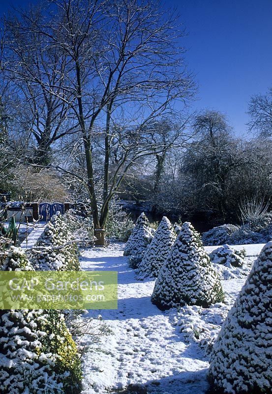 Row of snow covered Buxus sempervirens topiary pyramids in Winter sunshine - Pound Farm House, Essex 