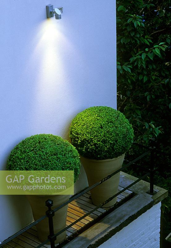 Downlighter shining on two Buxus - Box balls in terracotta containers pots on  decked ledge with black iron rails 
