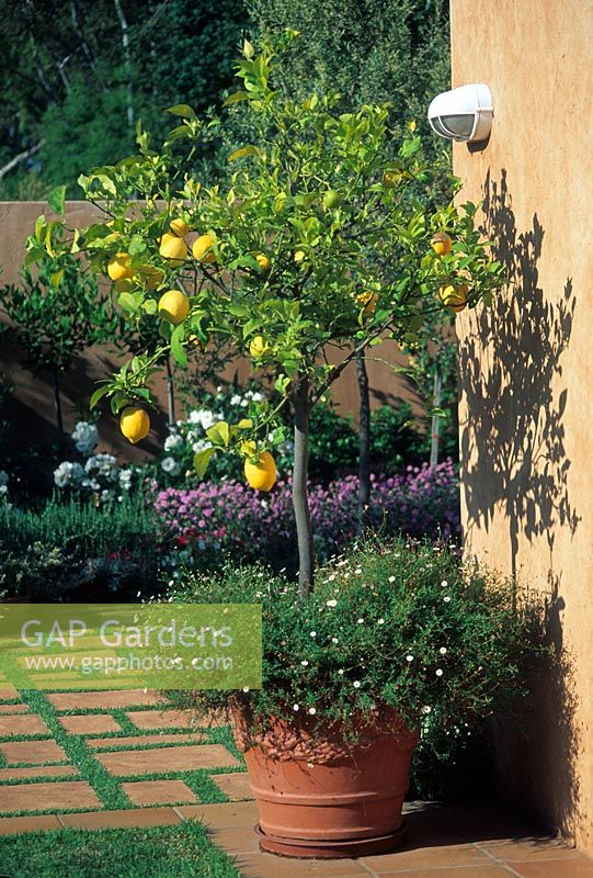 Lemon tree with fruit in terracotta container beside house wall - Johannesburg, South Africa