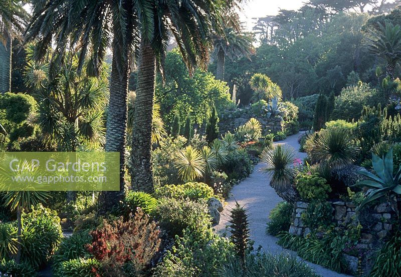Sub-tropical garden with path. Palm trees, Cordylines and Agaves in raised beds with retaining walls - Tresco Abbey, Isle of Scilly