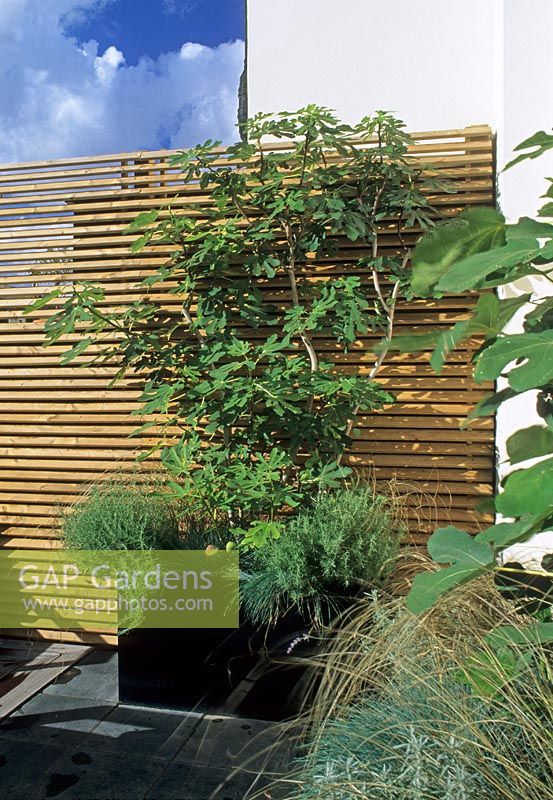 Contemporary city roof garden with wooden slatted fence and Ficus in container - Wilton Place, London