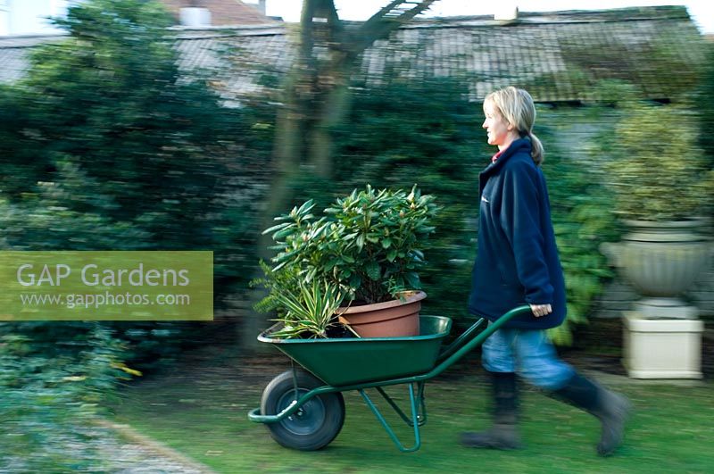 Woman pushing potted plants in a wheelbarrow.