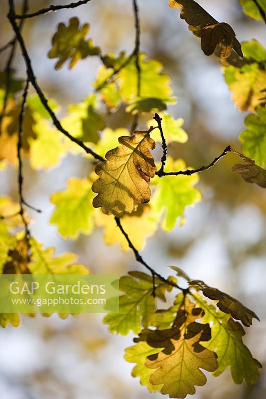 Quercus - Oak leaves
