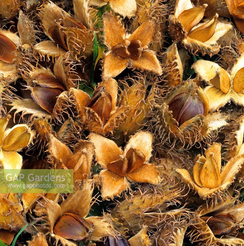Fagus silvatica - Fallen autumn fruits of common beech