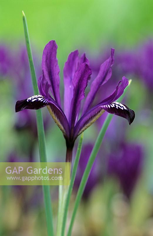 Iris reticulata 'Purple Gem'