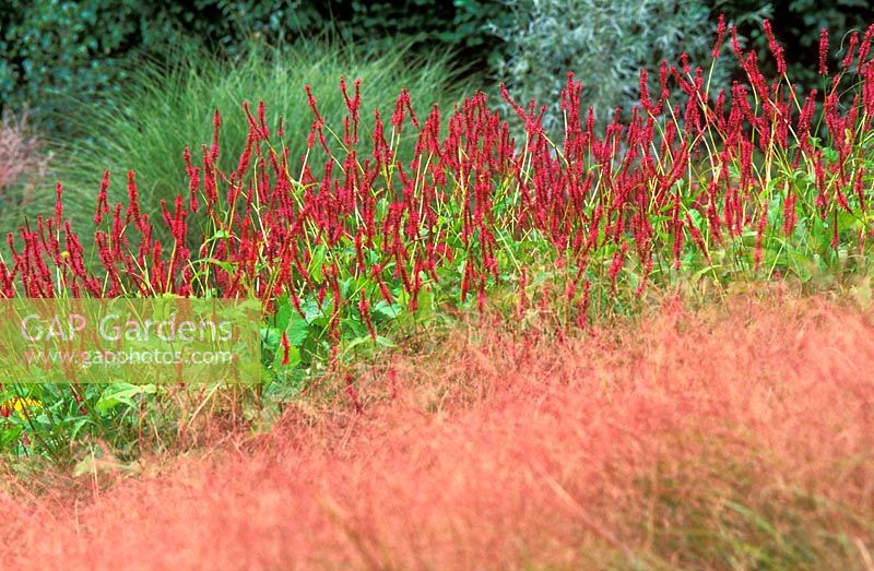 Prairie meadow planting of grasses and perennials including Persicaria