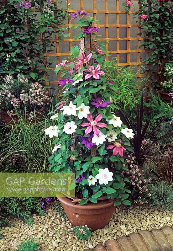 Mixed Clematis trained on flowerbelle in container incuding Clematis 'Elsa Spath', Clematis 'Mrs Bateman' and Clematis 'Literation'