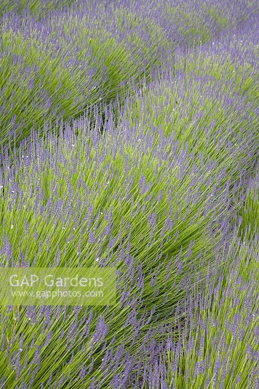 Lines of lavender at The Eden Project